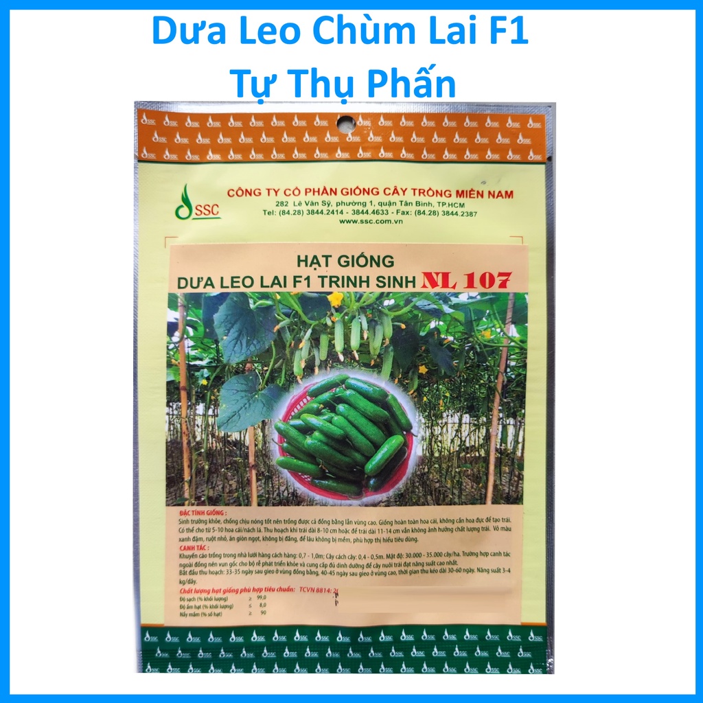 Hạt Giống Dưa Leo Chùm Lai F1, tự thụ phấn