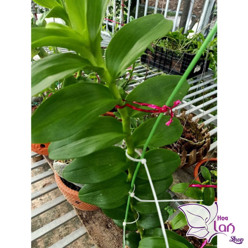 Lan Phi Điệp 🍀FREESHIP🍀 Mít Văn Sơn