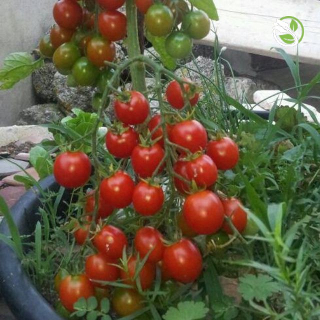 Hạt Giống Cà Chua Bi F1 PN-99 Phú Nông - Gói 0.1g - Cherry Tomato