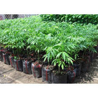 CÂY GIỐNG CÓC THÁI