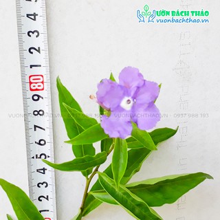 Cây lài nhật trồng cảnh quan