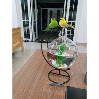 Bể cá mini cung trăng 20 ( tặng kèm phụ kiện trang trí )