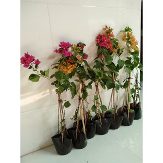 Cây hoa giấy giống