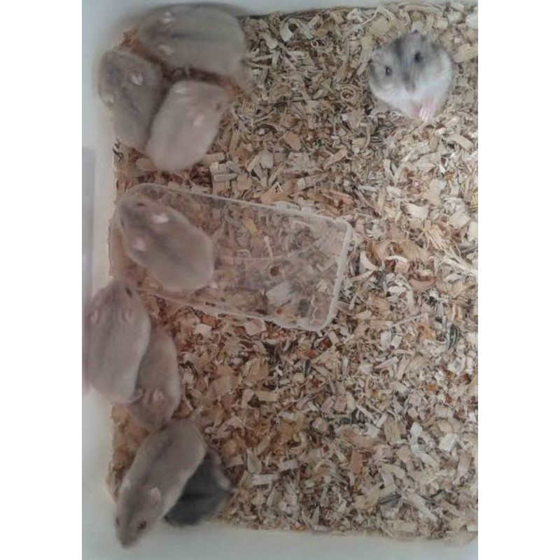 Chuột Hamster Màu Trắng Vàng Thời Trang Mùa Đông