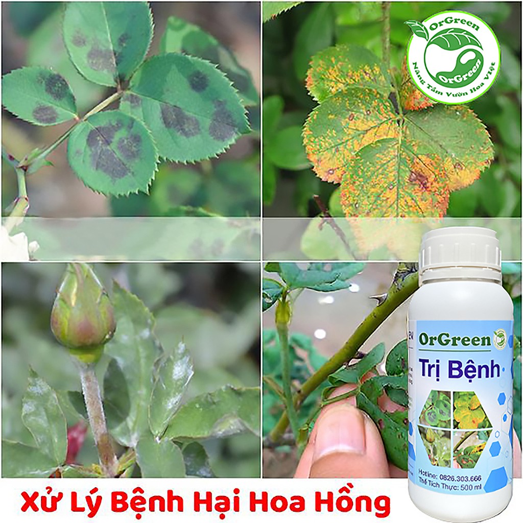 500ml OrGreen Trị Bệnh Hoa Hồng - Chế phẩm sinh học công nghệ Nhật Bản - Chế phẩm sinh học dành cho hoa hồng