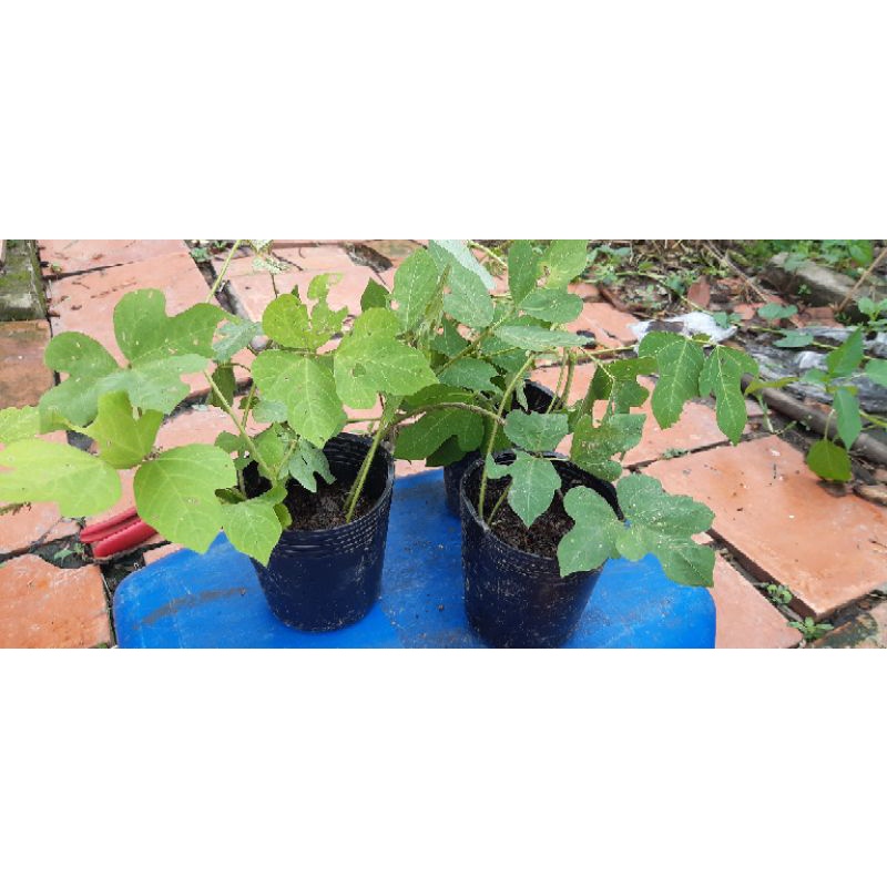 2 bầu cây giống sắn dây- lấy củ làm bột sắn dây