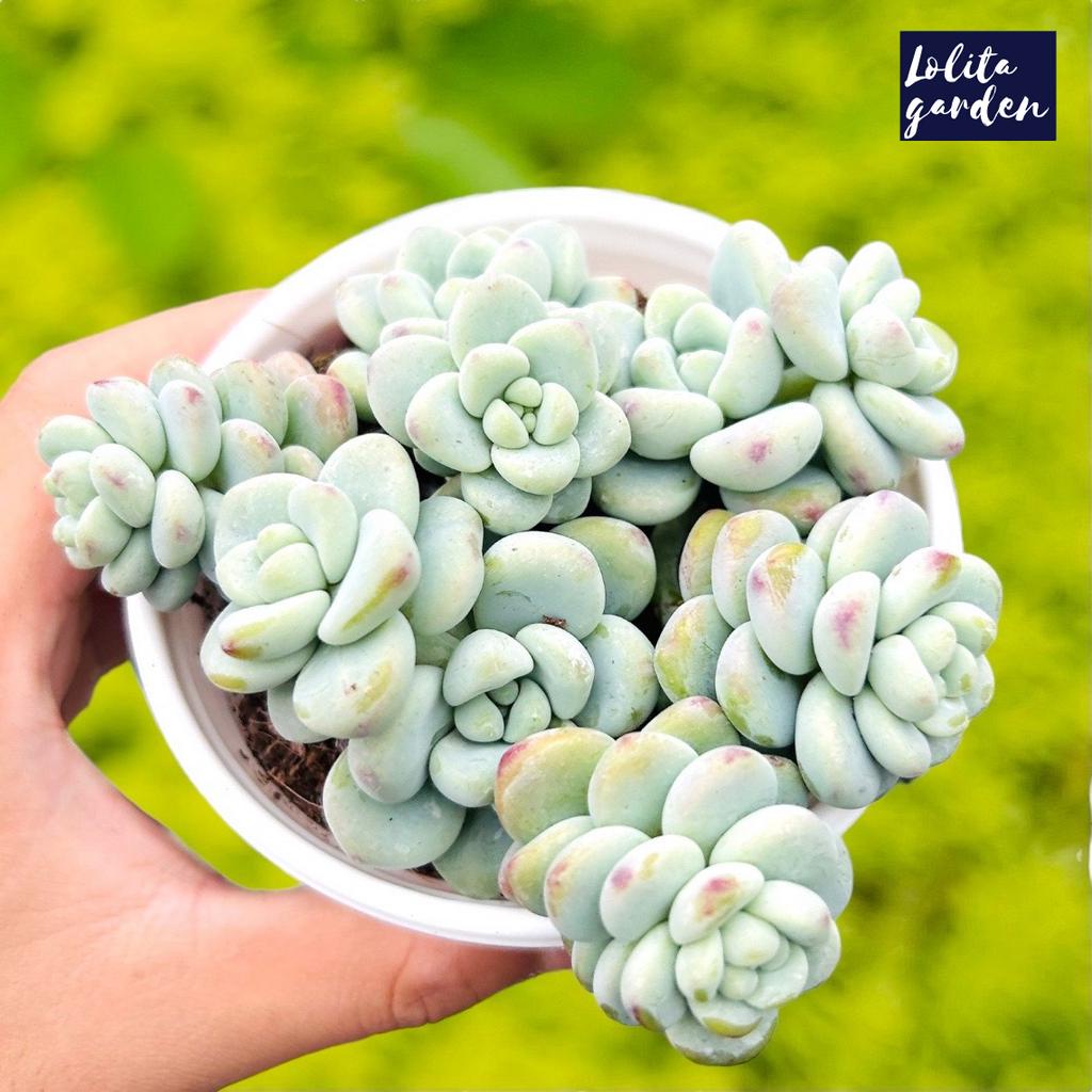 Sen đá sỏi thiên thanh Đà Lạt size trung bình 10 cm cây cảnh trang trí nhà cửa Lolita garden