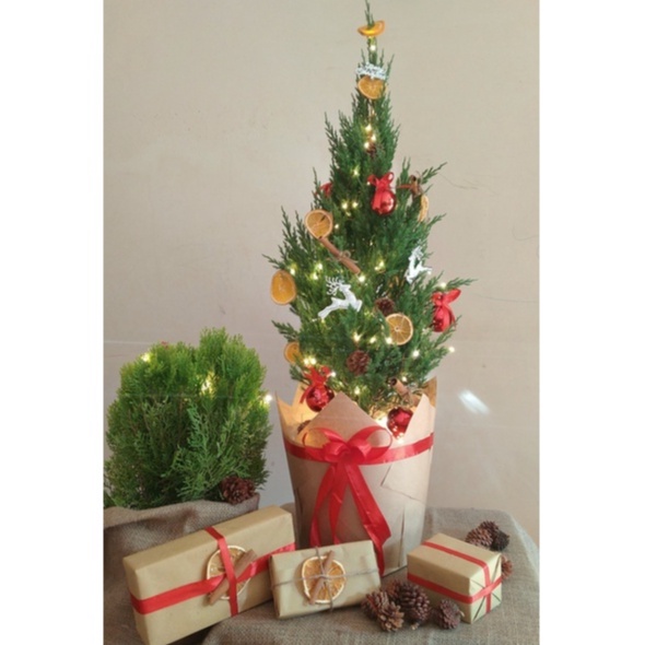 Cây Trắc Bách Diệp lá xanh mạ non trang trí Noel cao từ 25cm nhiều nhánh nhiều lộc