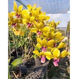 (1 chậu) Hoa lan dendro lá biên, vàng chớp lưỡi đỏ - hoa thơm, đang hoa hoặc hàng lá