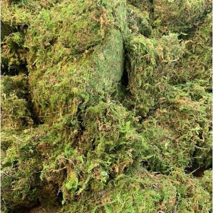 Rêu rừng xanh giữ ẩm cho cây lan - túi 300g dùng cho 5-10 chậu lan