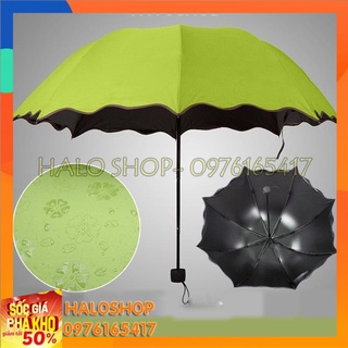 Chiếc dù nở hoa khi gặp nước