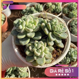 sen đá thiên thanh mùi kẹo, size trung, sen đá Đà Lạt