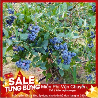 Hạt Giống Quả Việt Quất - 10 Hạt