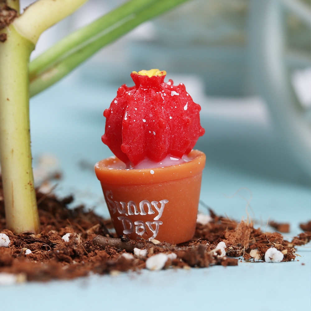 Set 3 chậu cây xương rồng mini bằng resin dùng trang trí tiểu cảnh