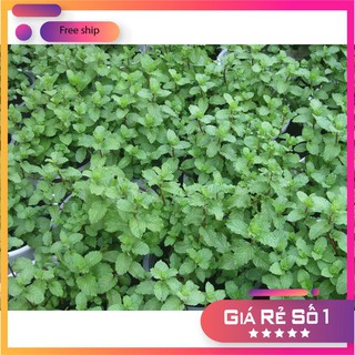 Hạt giống rau húng bạc hà (húng lủi ) - 0.1 gr LUCKY.VN
