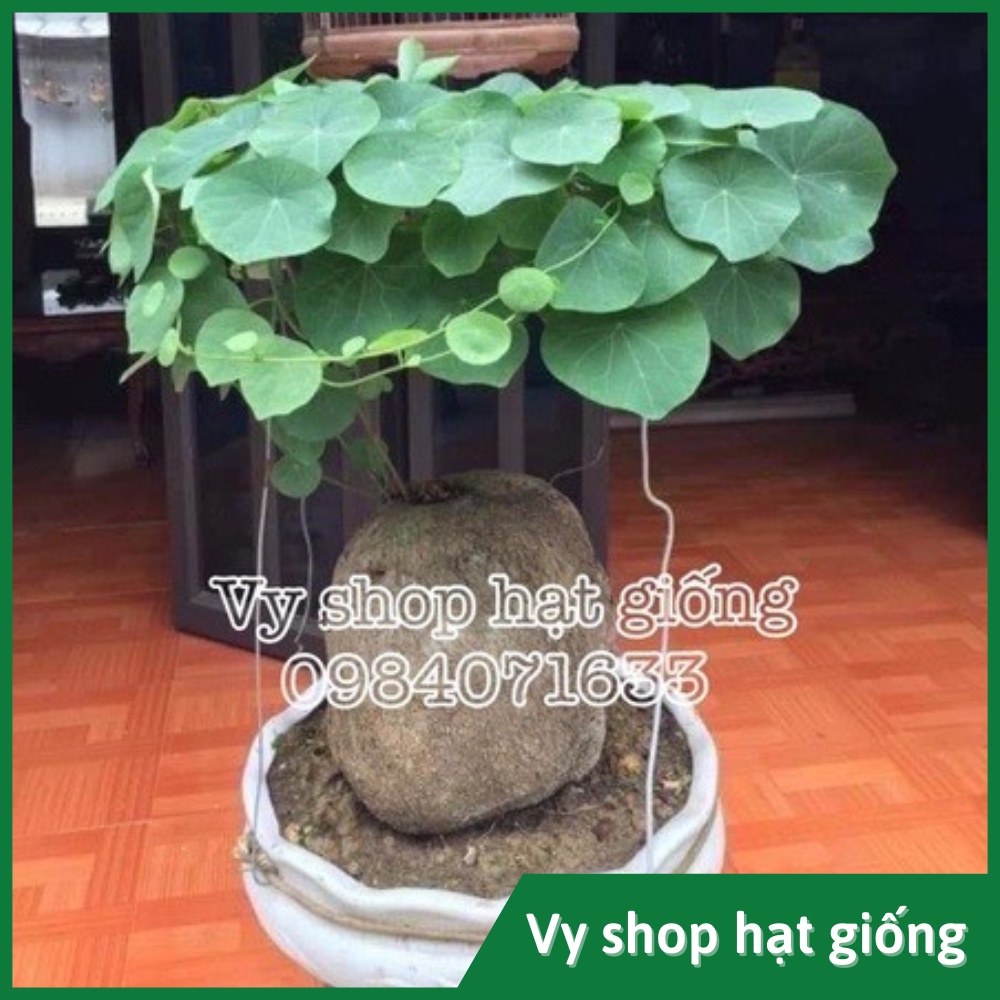 Củ bình vôi Việt Nam làm cảnh - Stephania Rotunda