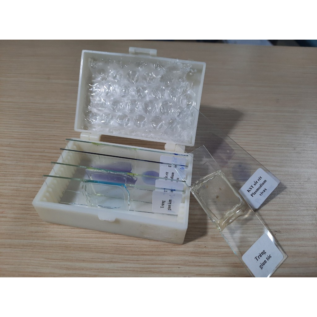 Tiêu bản Trứng giun kim, giun tóc