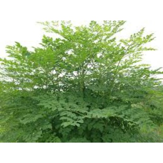 250 gram hạt chùm ngây