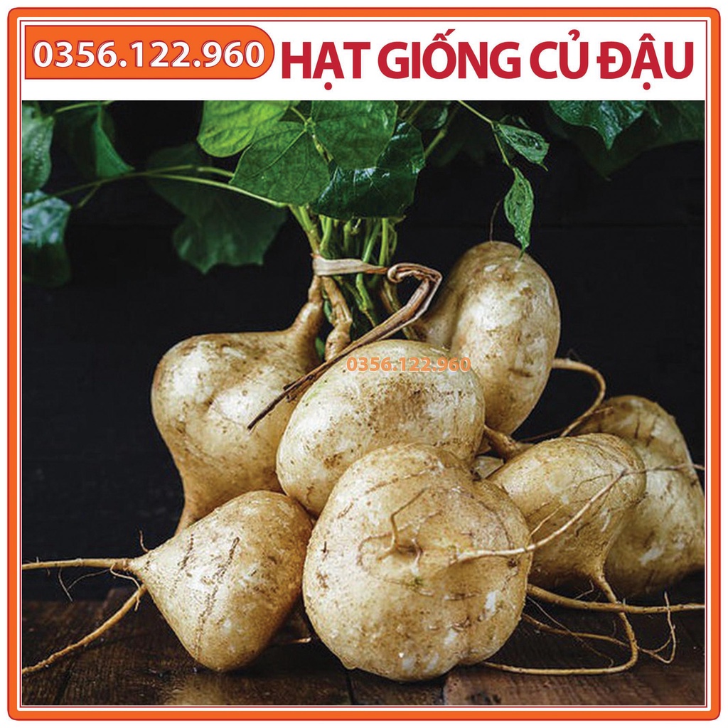 Hạt giống củ đậu cao sản - gói 500g - Hạt củ đậu, củ sắn chất lượng F1