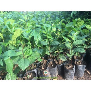 COMBO 10 CÂY CHÈ XANH TÂN CƯƠNG 99K