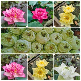 Hạt giống sen lớn các màu
