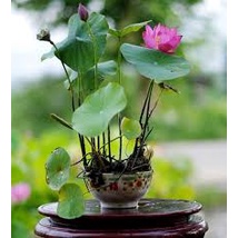 Hạt Giống Hoa Sen Mini Nhật Bản - 10 Màu Siêu dễ trồng - Dễ chăm sóc