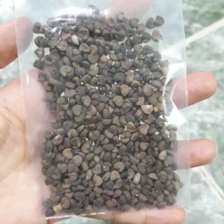 50 Hạt giống hoa artiso đỏ