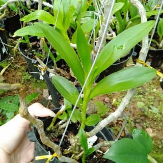 Hoa phong lan tr tím rừng chậu phi 12