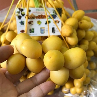 [ Cây Giống ] Chà Là Thái Lan cho siêu nhiều quả mang lại hiệu quả kinh tế cao chuẩn cây giống F1