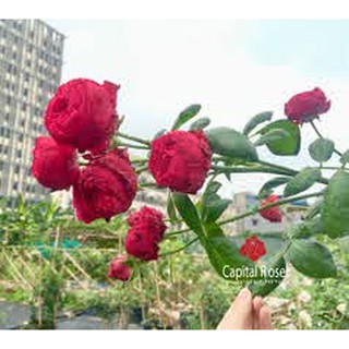 Hoa hông ngoại Red Eden