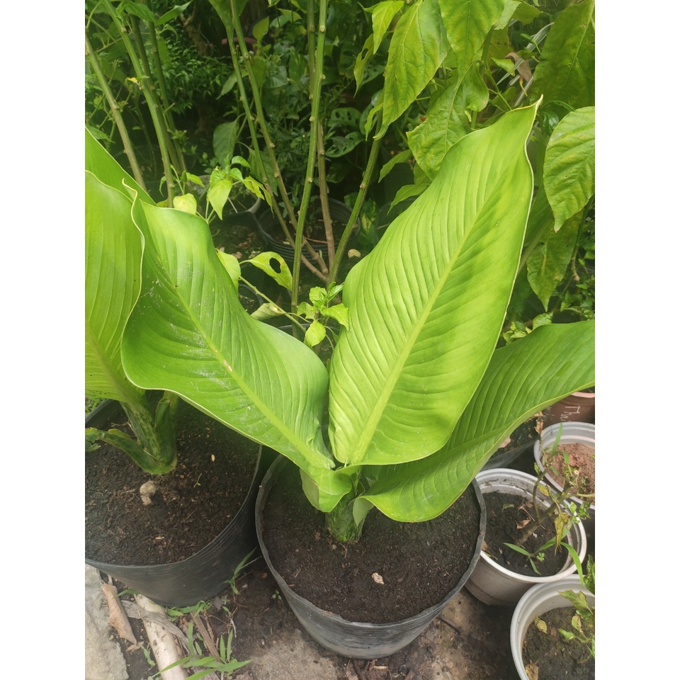 cây phong thủy - cây đại phú gia chưng trong nhà