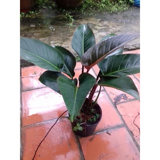 Cây trầu bà đế vương nâu lớn