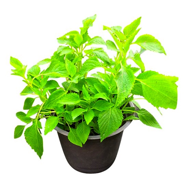 Hạt Giống Rau Kinh Giới (gói 1-5gr, Nãy mầm 90%)