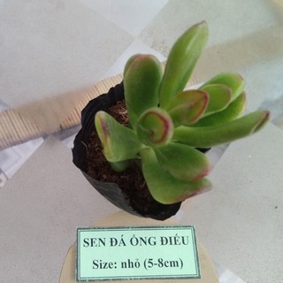 Sen đá ống điếu - size nhỏ (5-8cm)