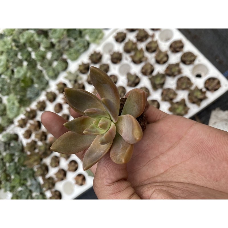14 cây sen đá đá cam size vỉ