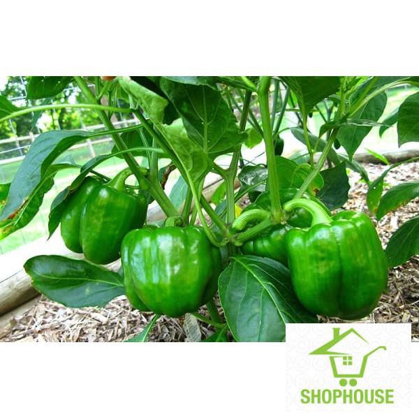 shophouse 20 hạt giống ớt chuông ngọt xanh SHOP HOUSE TẾT KHUYẾN MẠI