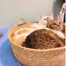 Ổ nằm cho thú cưng chất liệu mây tre đan thân thiện với môi trường, an toàn cho chó mèo - 4pets official