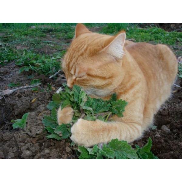 50h Hạt Giống Catnip / Cỏ Mèo (Nepeta cataria)