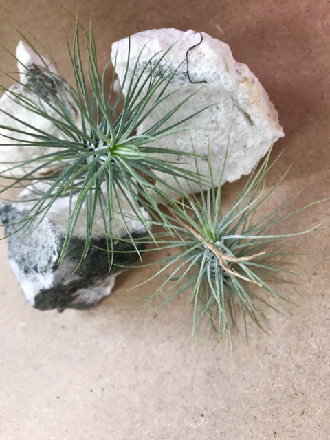 Cây không khí hồ ly -Tillandsia funckiana