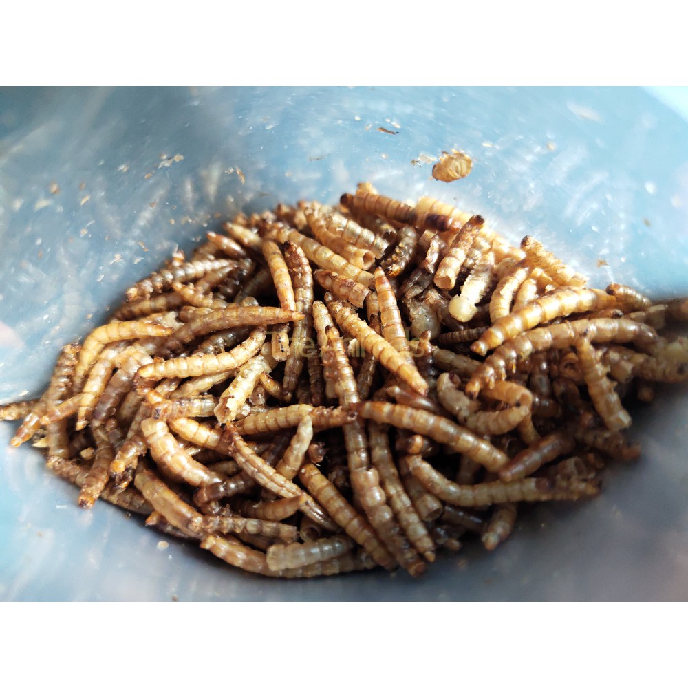 Sấu sấy khô cho chim cảnh, cho cá cảnh- thức ăn cho chim, cho cá (50gr- 100gr)