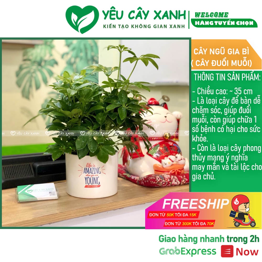 Cây Ngũ Gia Bì để bàn ( Đuổi Muỗi )