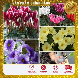 SET Hạt giống hoa anh thảo nhiều màu ( 5 hạt) và 05 viên nén ươm hạt