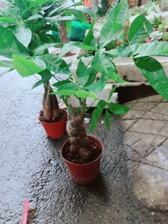Kim Ngân 3 Thân Bính