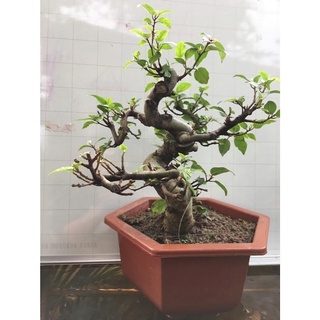 Còn hàng cây sung thế cực đẹp