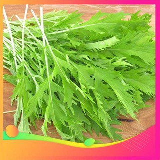 Gói 20g hạt giống cải xanh ngọt đuôi phụng UY TÍN, GIÁ RẺ, CHẤT LƯỢNG BÀ CON AN TÂM ƯƠM MẦM