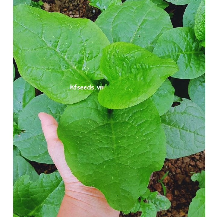 Hạt giống mùng tơi xanh Nhật Bản - tỷ lệ nảy mầm 95%