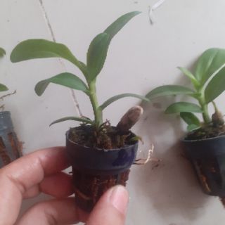 Trầm rồng đỏ giống