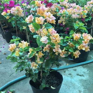 Hoa giấy vàng chanh siêu hoa