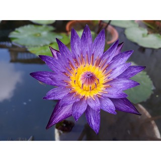 ( RẺ VÔ ĐỊCH)- Cây hoa súng thái màu tím tía