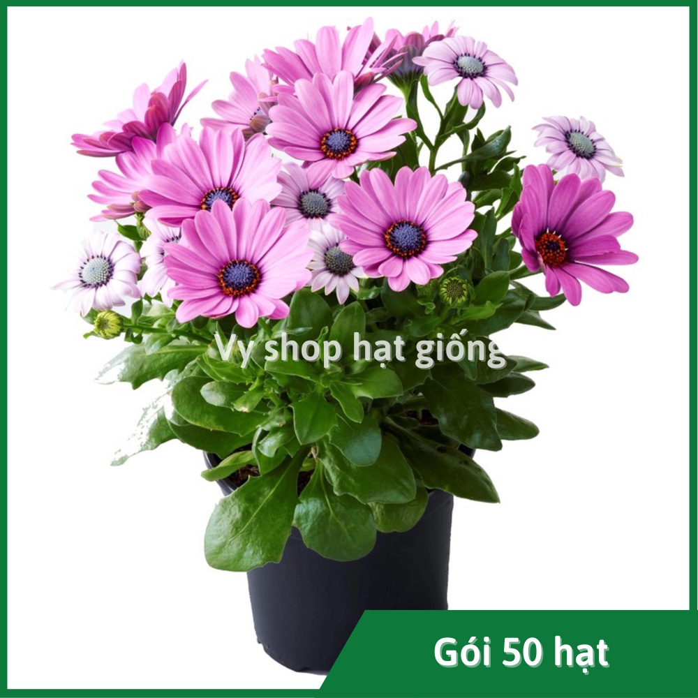 50 hạt giống hoa cúc châu phi